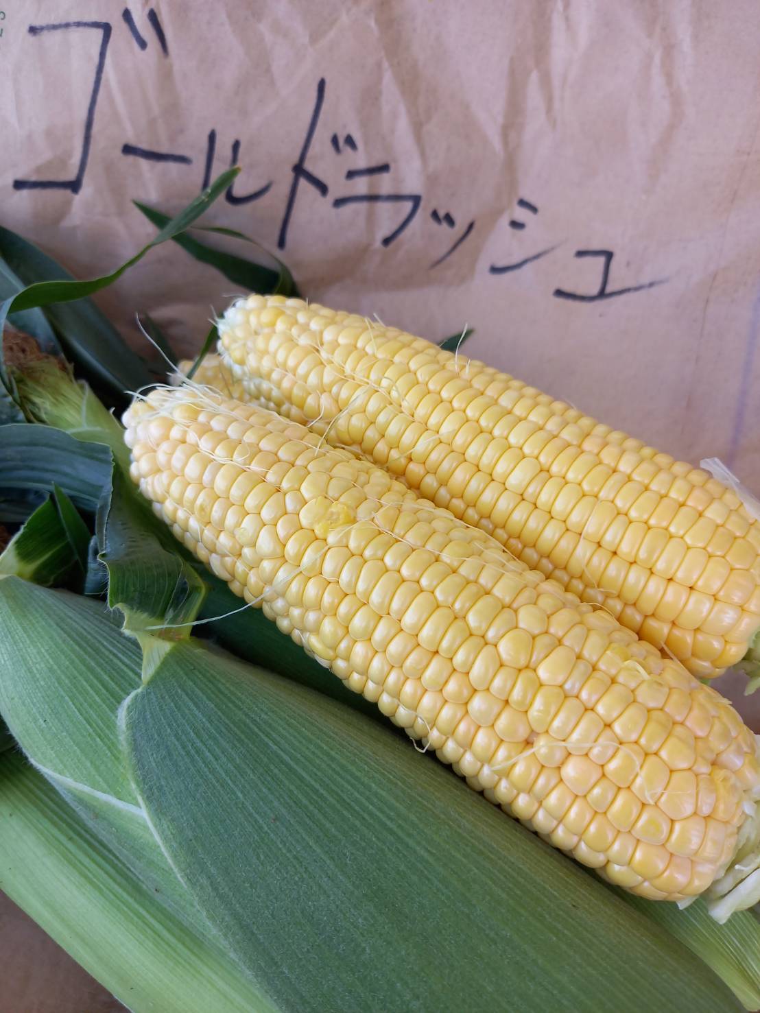 とうもろこし スイートコーン種子】味来1364_2000粒 | 株式会社PsEco（ピーエスエコ）